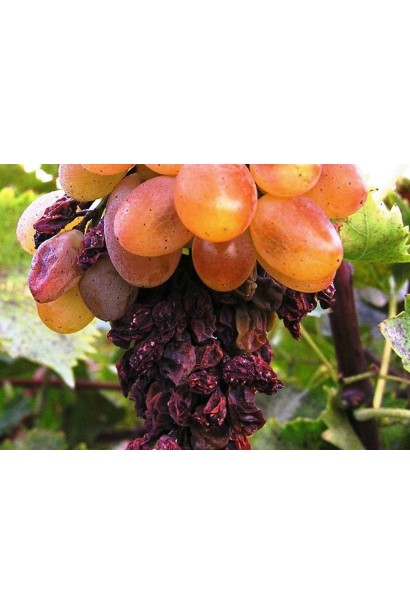 Світч 62,5 WG, в.г.