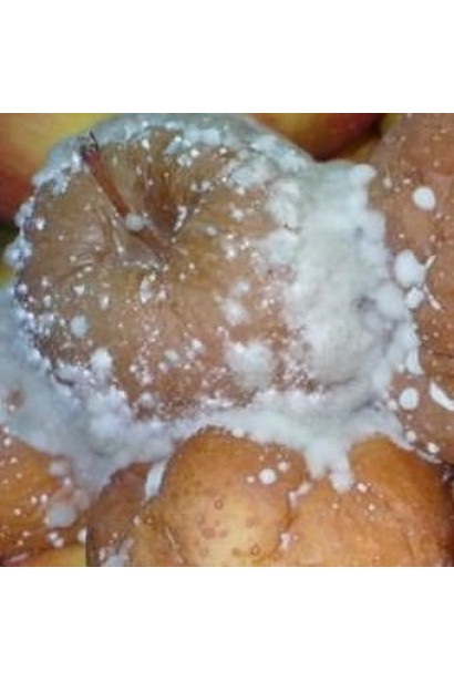 Світч 62,5 WG, в.г.