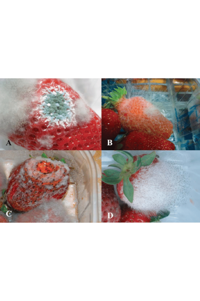 Світч 62,5 WG, в.г.