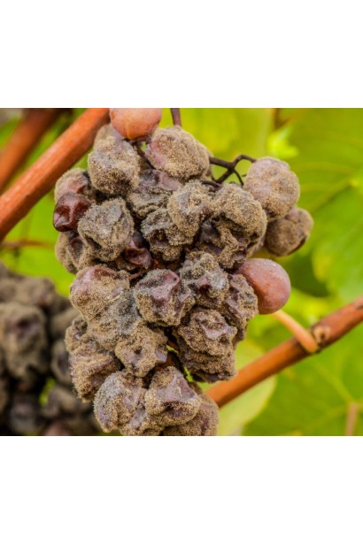 Світч 62,5 WG, в.г.