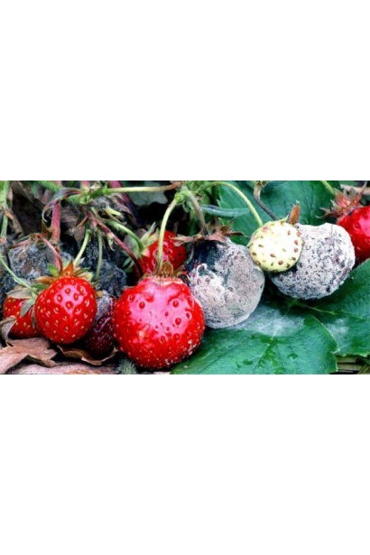 Світч 62,5 WG, в.г.