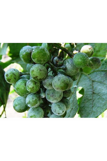 Тіовіт Джет 80 WG