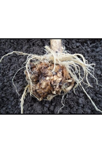 Тиовит Джет 80 WG для боротьби з грибковими хворобами.