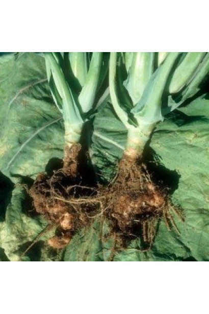 Тіовіт Джет 80 WG