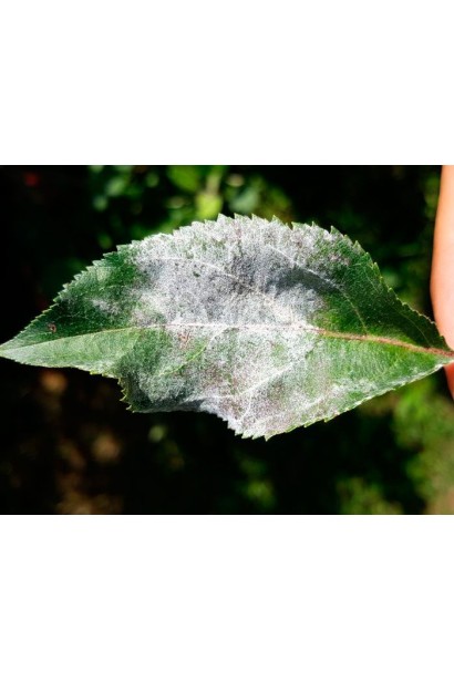 Фунгіцид Тиовит Джет для винограду та овочів.