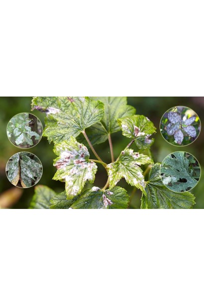 Обробка рослин Тиовит Джет 80 WG для профілактики захворювань.