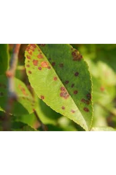 Топаз 100 ЕС, к. е., 3 мл