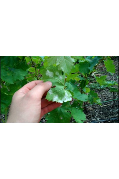 Топаз 100 ЕС, к. е., 3 мл