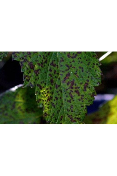 Топаз 100 ЕС, к. е., 3 мл