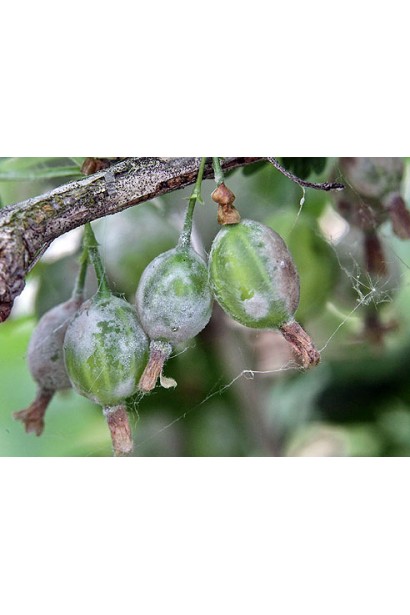 Топаз 100 ЕС, к. е., 3 мл