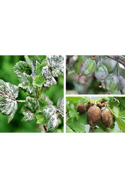 Топаз 100 ЕС, к. е., 3 мл