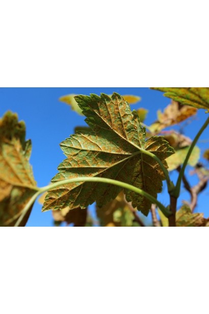 Топаз 100 ЕС, к. е., 3 мл