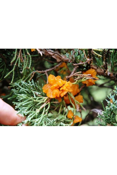 Топаз 100 ЕС, к. е., 3 мл