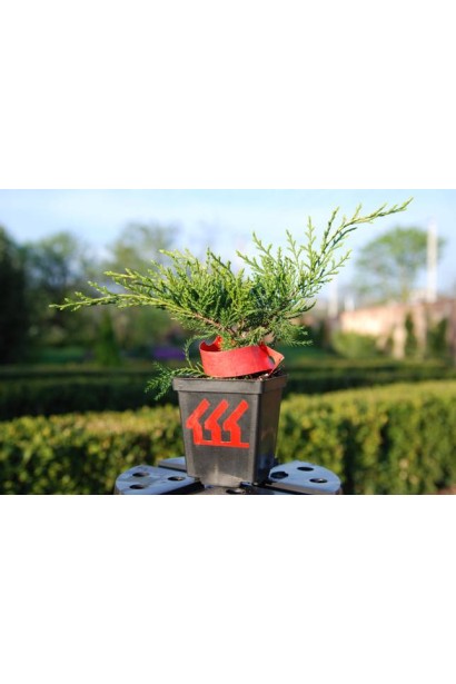 Ялівець середній Олд Голд контейнер Р9