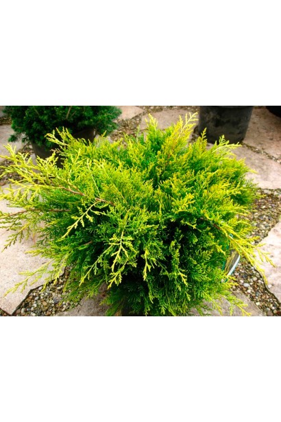 Яловець жовтий Old Gold