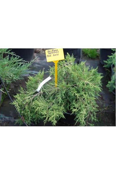 Juniperus media Old Gold