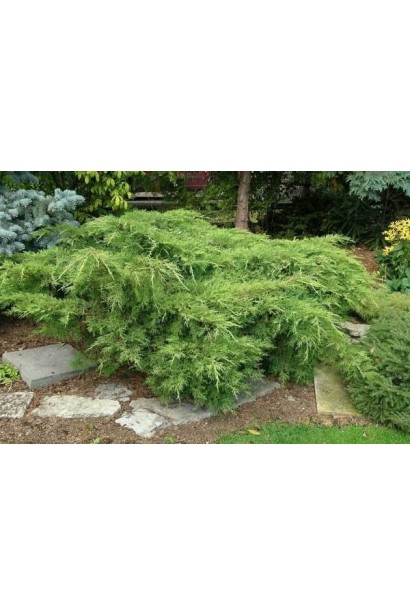 Ялівець середній / пфітцеріана Олд Голд