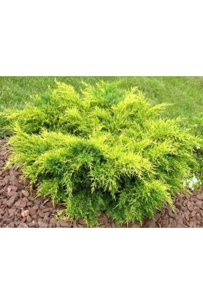 Ялівець пфітцеріана Олд Голд - хвойний кущ з подушковидною щільною формою крони