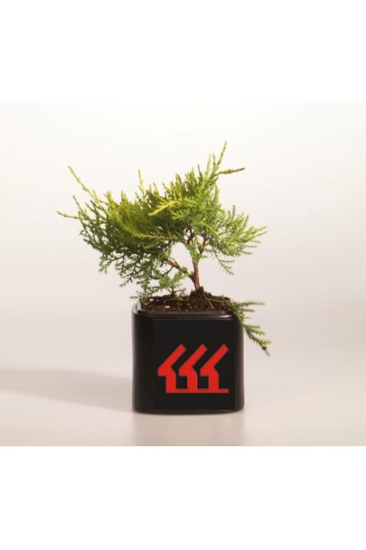 Ялівець пфітцеріана Олд Голд - саджанець в контейнері 0,5 л