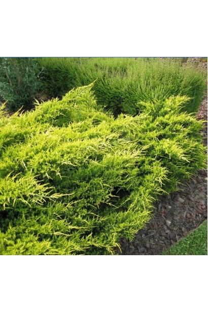 Ялівець Олд Голд - густа луската жовто-зелена хвоя