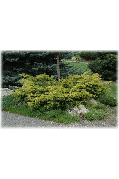 Ялівець Олд Голд в ландшафті