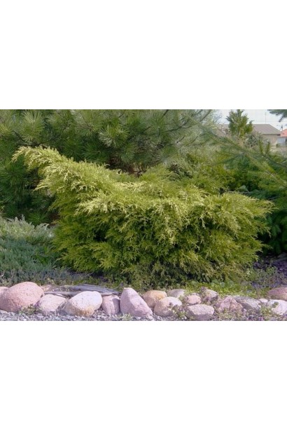 Juniperus media / pfitzeriana Old Gold