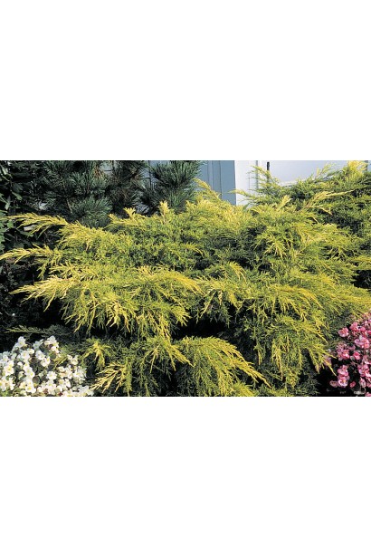 Juniperus pfitzeriana Old Gold
