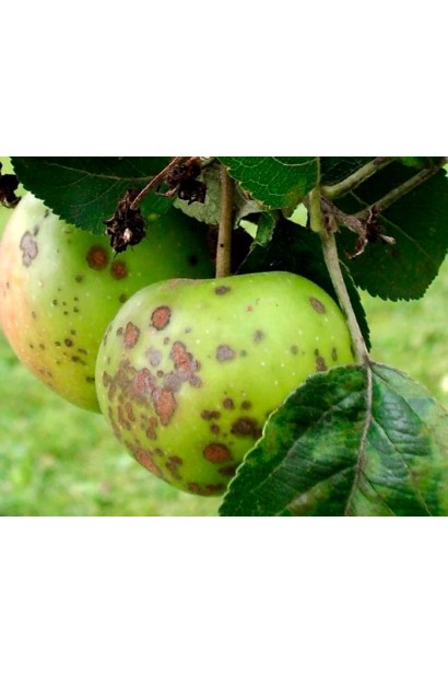 Парша Яблони