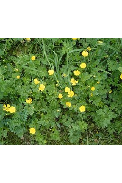 Антибур’ян, 100 мл