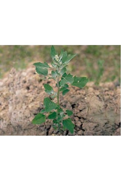 Антибур’ян, 100 мл