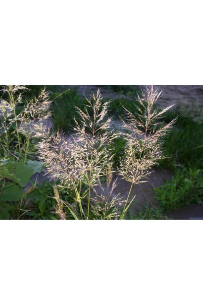 Антибур’ян, 100 мл