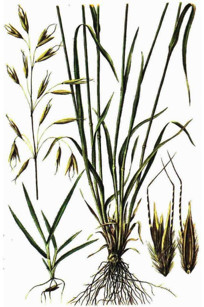 Антибур’ян, 100 мл