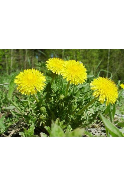 Антибур’ян, 100 мл