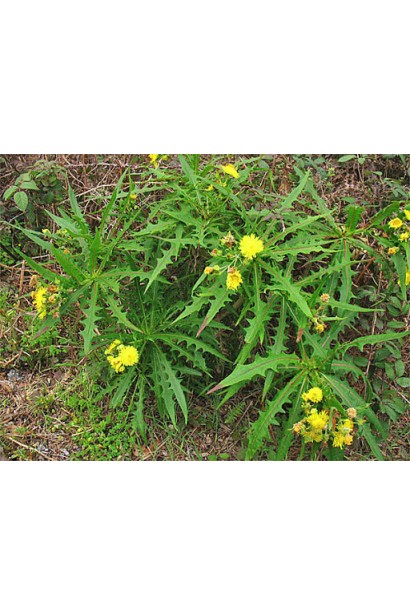 Антибур’ян, 100 мл