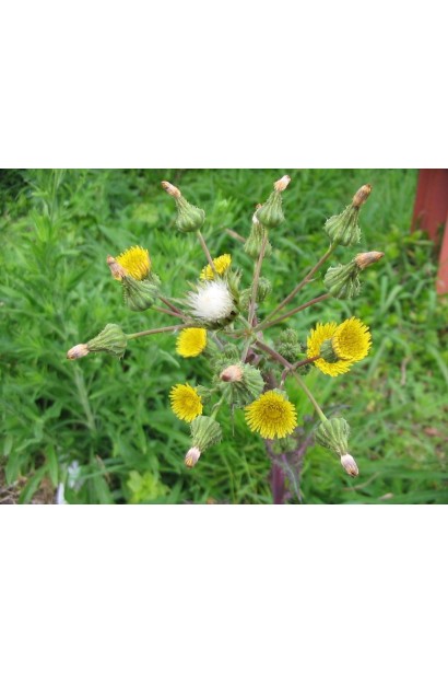 Антибур’ян, 100 мл