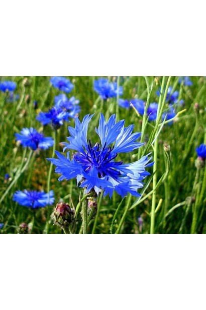 Антибур’ян, 100 мл