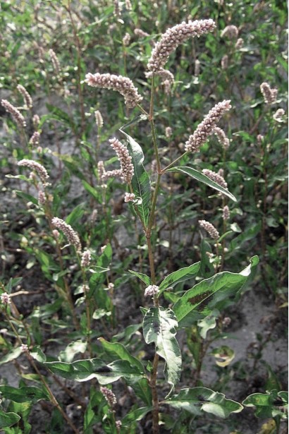 Антибур’ян, 100 мл