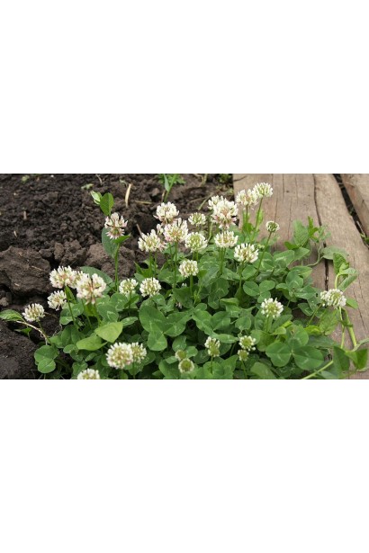 Антибур’ян, 100 мл