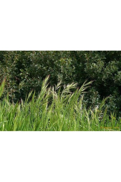 Антибур’ян, 100 мл