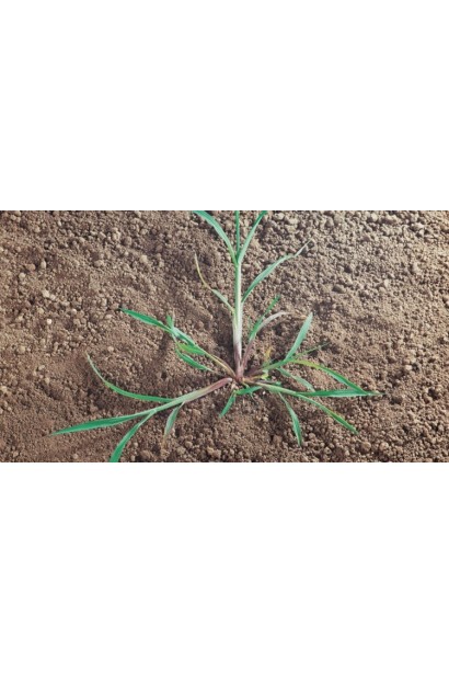 Антибур’ян, 100 мл