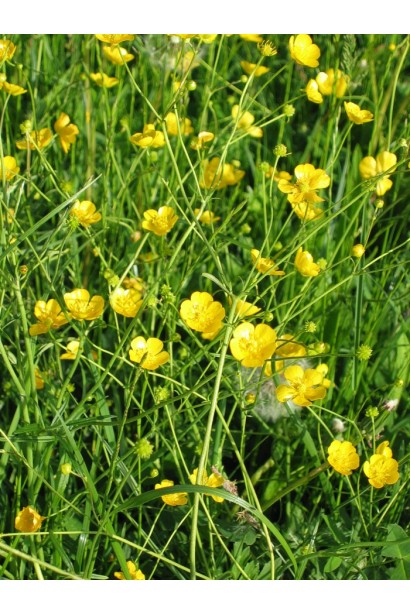 Ураган Форте 500 SL, в. м к.