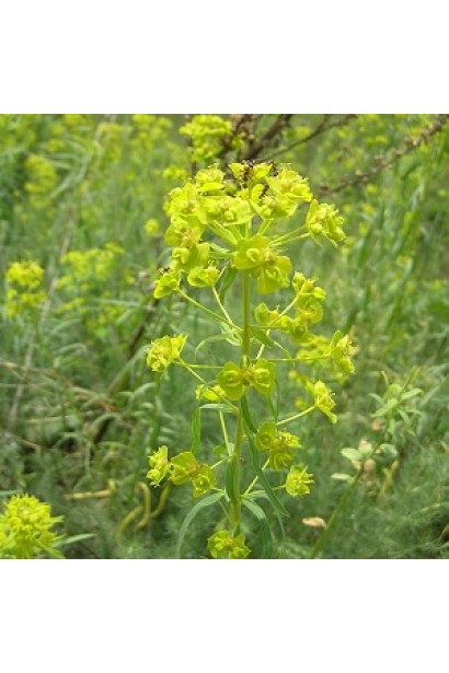 Ураган Форте 500 SL, в. м к.
