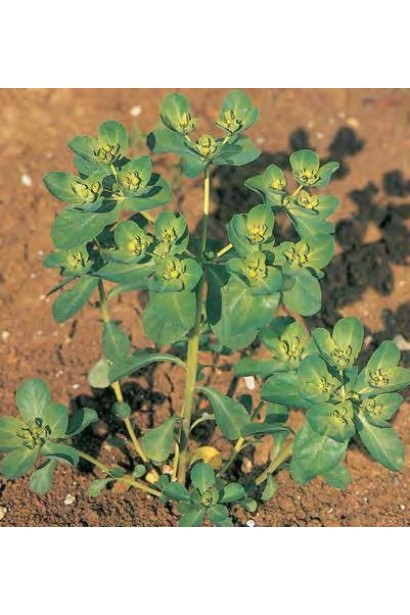 Ураган Форте 500 SL, в. м к.