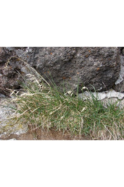 Ураган Форте 500 SL, 100 мл