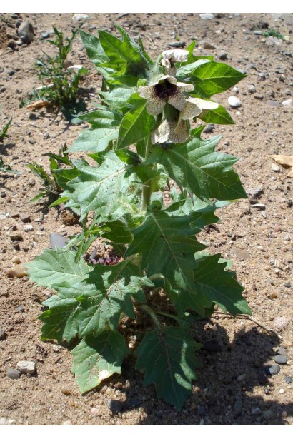 Ураган Форте 500 SL, 100 мл