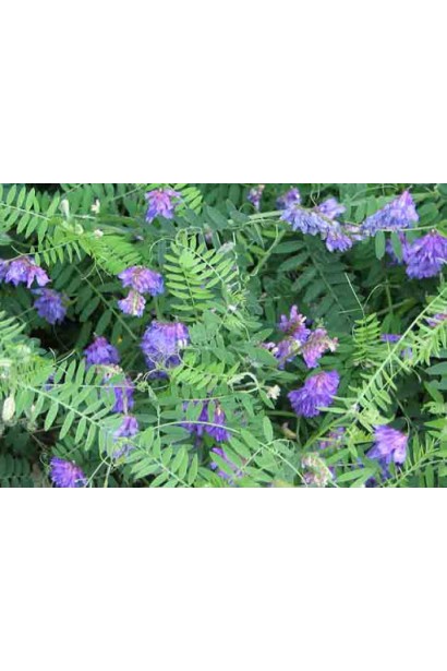 Ураган Форте