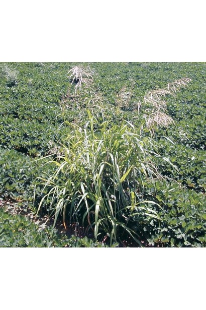 Ураган Форте 500 SL, 100 мл