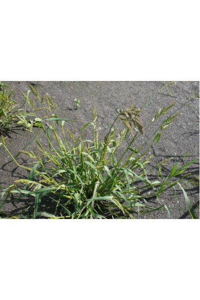 Ураган Форте 500 SL, 100 мл