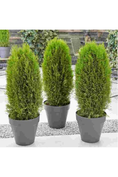 Thuja оccidentalis Totem Smaragd
