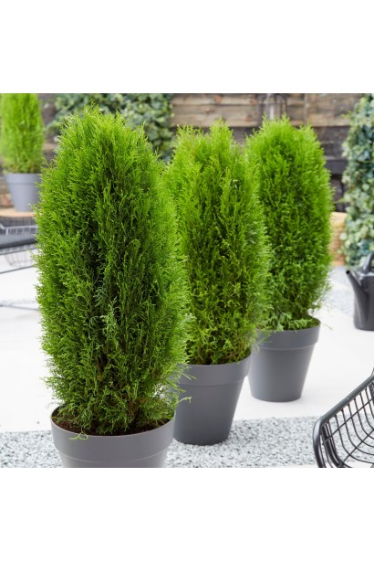 Туя західна Тотем Смарагд в контейнері